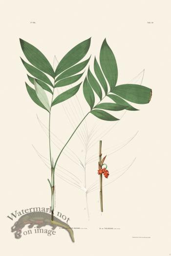 Rodrigues Palm Front 045